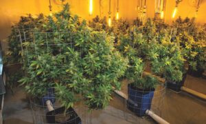 Hydroponic Suppliers Central Coast
